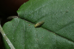 Xanthocaecilius sommermanae