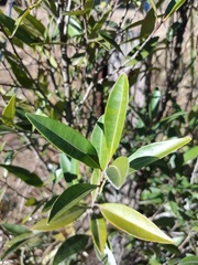 Samadera bidwillii