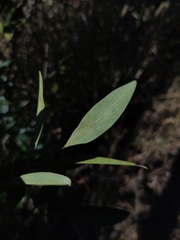Samadera bidwillii