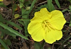 Oenothera berlandieri