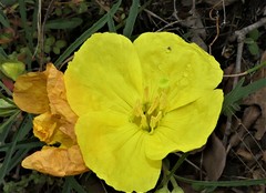Oenothera berlandieri
