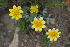 Eriophyllum lanatum integrifolium