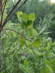 Salix
