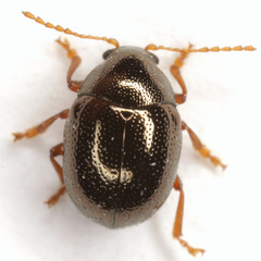 Spintherophyta globosa