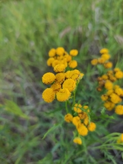 Tanacetum vulgare