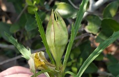 Oenothera berlandieri