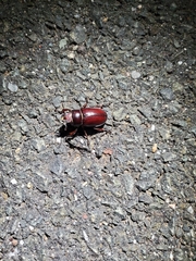Lucanus