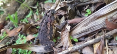Incilius porteri
