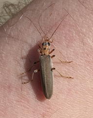 Copidita quadrimaculata