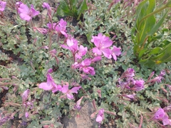 Epilobium obcordatum