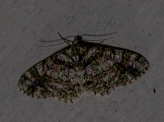 Myrioblephara harutai