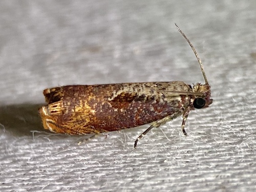 Maple Tip Borer Moth photo 5