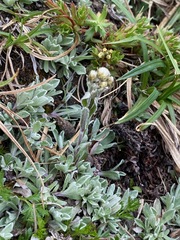 Antennaria microphylla