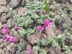 Epilobium obcordatum