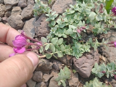 Epilobium obcordatum