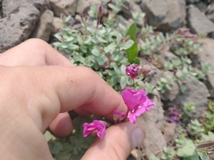 Epilobium obcordatum