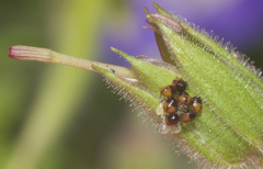 Cosmopepla lintneriana