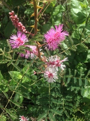 Mimosa dysocarpa
