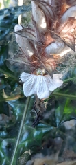 Acanthus spinosus