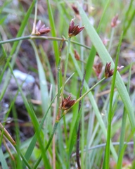 Juncus bulbosus
