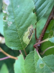 Stigmella slingerlandella