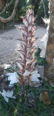 Acanthus spinosus