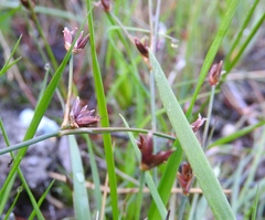 Juncus bulbosus