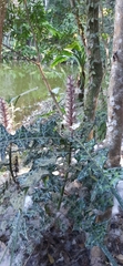 Acanthus spinosus