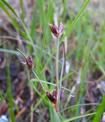 Juncus bulbosus