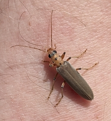 Copidita quadrimaculata