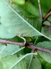 Stigmella slingerlandella