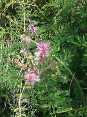 Mimosa dysocarpa