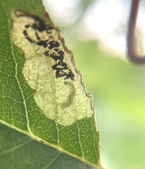 Stigmella slingerlandella