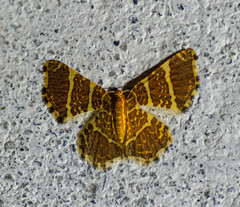 Hastina pluristrigata