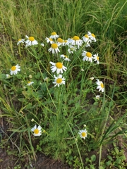 Tripleurospermum inodorum