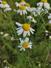 Tripleurospermum inodorum