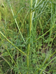 Tripleurospermum inodorum