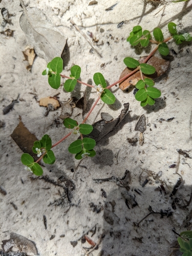 Image of Euphorbia cordifolia by (c) Alison Northup, some rights reserved (CC BY)