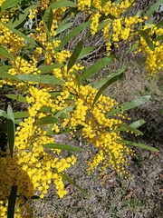 Acacia macradenia
