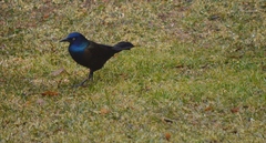 Quiscalus quiscula versicolor