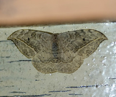 Drepana pallida
