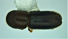 Xyleborinus saxesenii