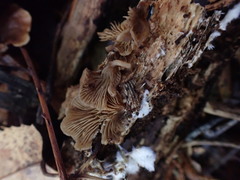 Rhizocybe