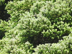 Abies amabilis
