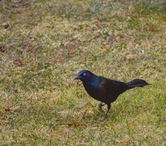 Quiscalus quiscula versicolor