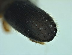 Xyleborinus saxesenii