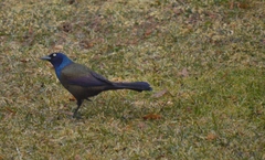 Quiscalus quiscula versicolor