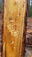 Xyleborinus saxesenii