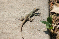 Aspidoscelis neotesselatus