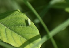 Draeculacephala minerva